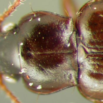 Media type: image;   Entomology 33056 Aspect: pronotum dorsal